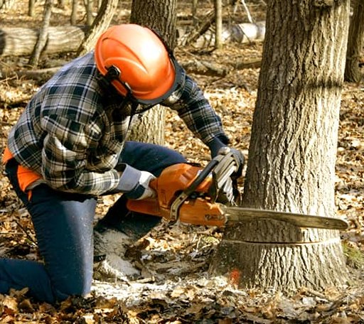 Tree Removal in Sterling Forest, NY